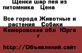 Щенки шар-пея из питомника › Цена ­ 15 000 - Все города Животные и растения » Собаки   . Кемеровская обл.,Юрга г.